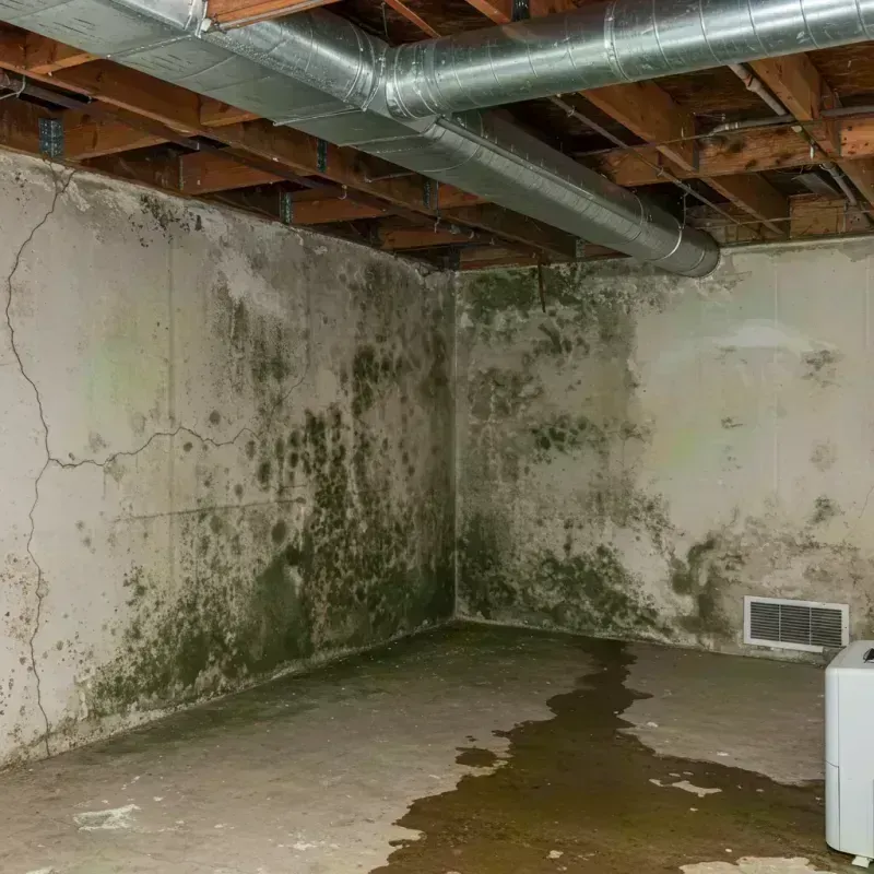 Professional Mold Removal in Sherman Oaks, CA